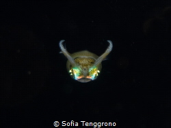 Baby Squid by Sofia Tenggrono 